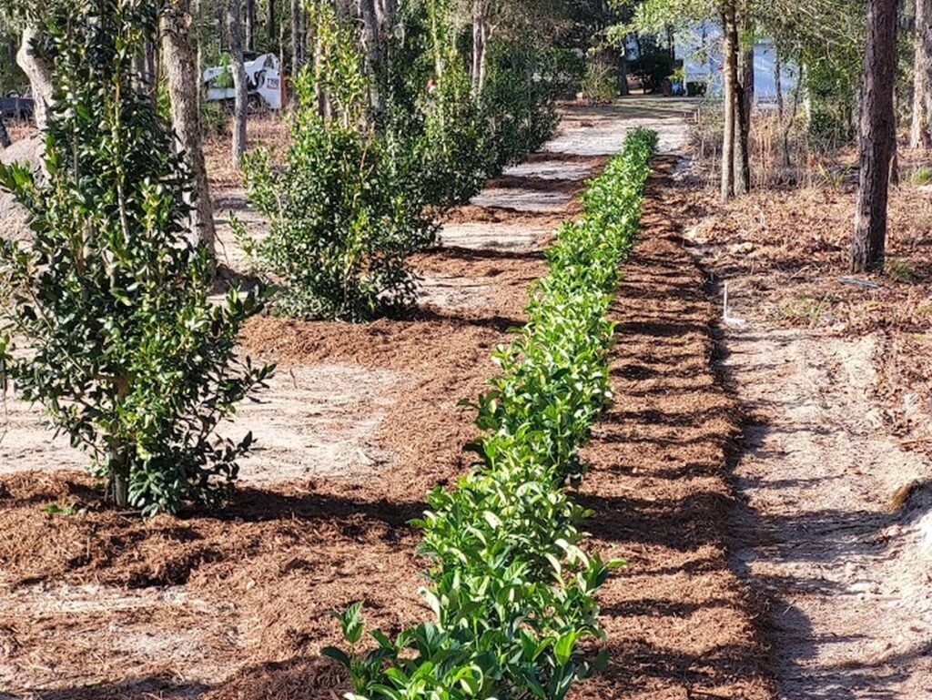Trees planted