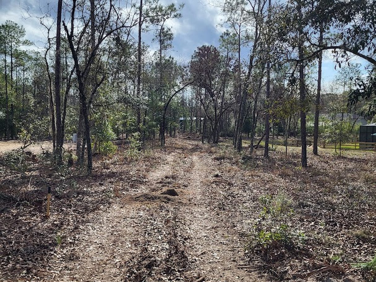 trees planted